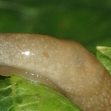 Suzbijanje puževa u stakleniku: na paradajzu, krastavcu, paprici